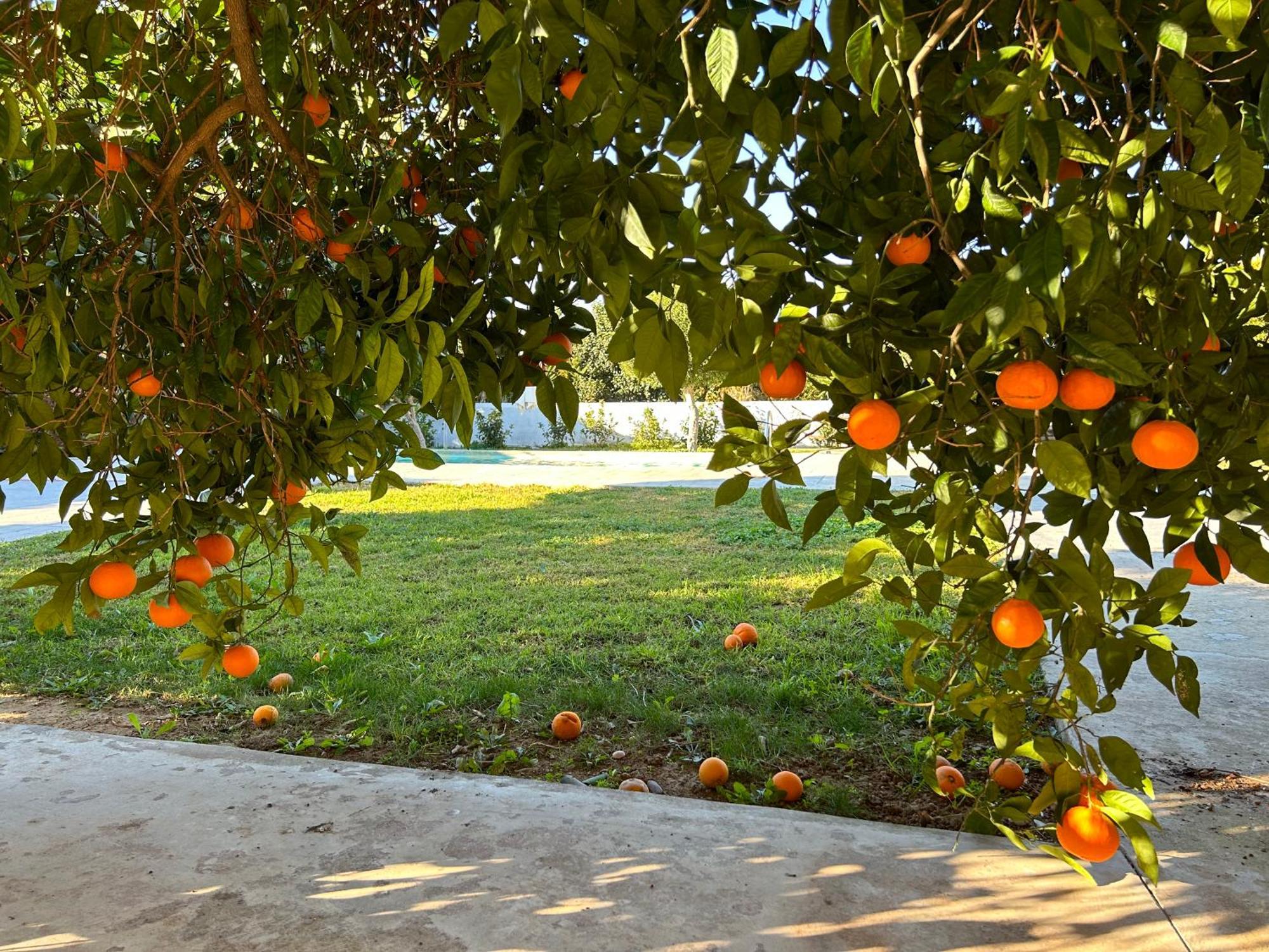Apartmán The Orange Garden Nafplio Exteriér fotografie